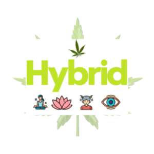 Sativa Vs Indica Vs Hybrid